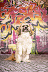 Shih Tzu im Studio