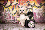 Shih Tzu im Studio