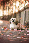 Shih Tzu im Herbst