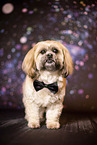 ausgewachsener Shih Tzu