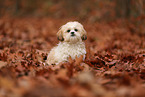 junger Shih Tzu