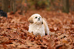 junger Shih Tzu
