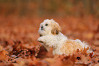 junger Shih Tzu