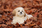 junger Shih Tzu