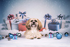 Shih Tzu zwischen Weihnachtsdeko