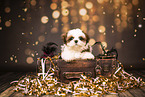 Shih Tzu Welpe