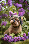 geschorener Shih Tzu