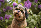 geschorener Shih Tzu