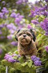 geschorener Shih Tzu