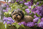 geschorener Shih Tzu