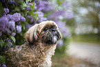 Shih Tzu Rde