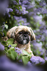 Shih Tzu Rde