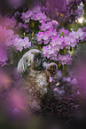 Shih Tzu Rde