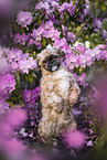Shih Tzu Rde