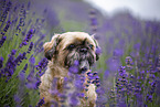 Shih Tzu Rde