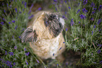Shih Tzu Rde