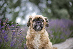 Shih Tzu Rde