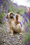 Shih Tzu Rde
