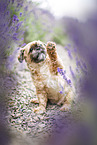 Shih Tzu Rde
