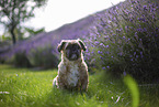 Shih Tzu Rde