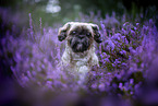 Shih Tzu Rde
