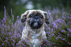 Shih Tzu Rde