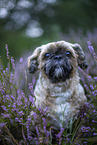 Shih Tzu Rde
