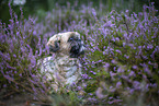 Shih Tzu Rde