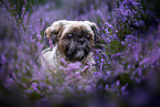 Shih Tzu Rde