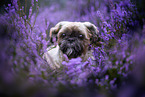 Shih Tzu Rde