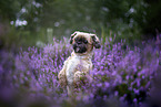 Shih Tzu Rde
