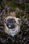 Shih Tzu Rde