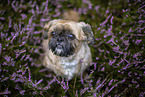 Shih Tzu Rde