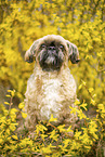 Shih Tzu Rde