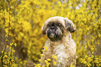 Shih Tzu Rde