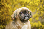 Shih Tzu Rde