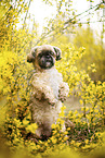 Shih Tzu Rde