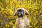 Shih Tzu Rde