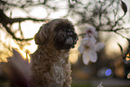 Shih Tzu Rde