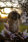 Shih Tzu Rde