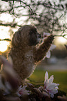 Shih Tzu Rde