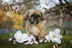 Shih Tzu Rde