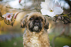 Shih Tzu Rde