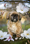 Shih Tzu Rde