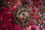 junger Shih Tzu