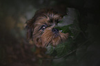 junger Shih Tzu