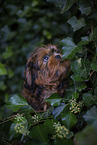 junger Shih Tzu