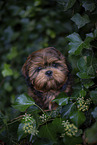 junger Shih Tzu