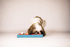 Shih Tzu mit Intelligenzspielzeug