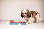Shih Tzu mit Intelligenzspielzeug